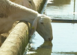Así afecta el estrés térmico al ganado: las ovejas pueden bajar hasta un 10 % su producción de leche