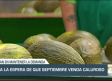 El sector del melón confía en mantener el nivel de demanda y precio - 24/08/23