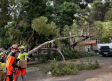 El Ayuntamiento analiza los árboles del Parque Abelardo Sánchez, ya reabierto al público