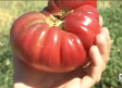 Piden la denominación de origen para los tomates de San Pablo de los Montes (Toledo)