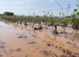 10.000 hectáreas de cultivo dañadas en CLM e indemnizaciones históricas: el impacto de la DANA en el campo