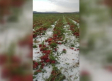 El granizo daña cultivos en Tobarra y Hellín, en aviso naranja por tormentas