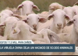 La viruela ovina deja un vaciado de 50.000 animales - 26/09/23