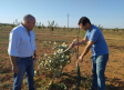 Destrozan a hachazos 35 árboles del pistacho en Fernán Caballero (Ciudad Real)