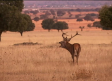 Disfrutamos la berrea en el Parque Nacional de Cabañeros