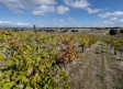 Castilla-La Mancha abona este viernes el primer pago de ayudas a la restructuración del viñedo