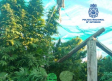 Desmantelan dos plantaciones en marihuana en Ciudad Real, en una las plantas superaban los tres metros