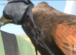 'Peregrinus' entrena aves rapaces para el control de plagas