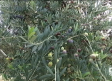 Comienza la campaña de la arbequina en nuestros olivares