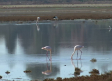Castilla-La Mancha: Paraíso Ornitológico