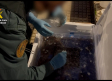 Detenido por tráfico y comercio ilegal de 170 kilos de angulas vivas en Guadalajara
