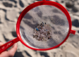 Investigan el vertido de "pellets" de plástico en la costa gallega que de momento no afecta a la pesca