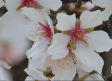 La floración de los almendros se adelanta en Tobarra