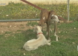 Juan Manuel y su pasión por los galgos