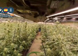 Desmantelados una macro plantación de marihuana y un laboratorio de cocaína en Ajofrín