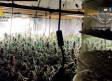 Incautan más de 100 kilos de marihuana en una plantación de interior en Torrejón del Rey