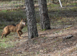 Ya se escucha el aullido del lobo en El Hosquillo; se ha reintroducido esta especie en el parque