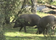 Cada cerdo ibérico come al día 10 kilos de bellota