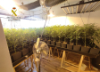 Desmanteladas en Escalona dos plantaciones de alto rendimiento de marihuana con 1.700 plantas