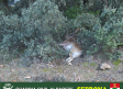 La Guardia Civil de Albacete investiga a un joven de 25 años por la caza ilegal de un ejemplar de cabra montés
