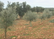 Castilla-La Mancha ya tiene más superficie de olivar que de viñedo