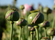 Juicio a cuatro mujeres acusadas de daños en una plantación de opio en Carpio de Tajo