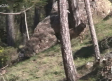 Dos lobas se suman a la gran familia de osos en 'El Hosquillo'