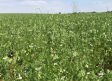 El plan de gestión de zonas ZEPA movilizará 41 millones en ayudas a herbáceos de secano