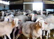 Los ganaderos de ovino, sin esquiladores y con lana de varias temporadas