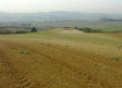 Las bajas temperaturas provocan daños en los cultivos de cereal, almendro y viña de Albacete