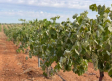 13.000 hectáreas dañadas, 12.000 de viña, por la sequía y las heladas, según UPA C-LM
