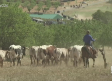 Encierro por el campo y gazpachos populares en Alcadozo