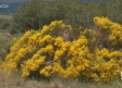 El piorno en flor tiñe de amarillo Gredos