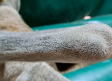 Un estudio liderado por la UCLM demuestra el efecto antitumoral del extracto de la cuerna de ciervo