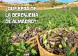 Falta relevo generacional en el cultivo de la berenjena de Almagro