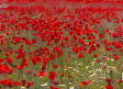 La flora autóctona de Guadalajara