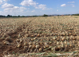Los productores denuncian el desplome del precio de la cebolla manchega