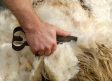 ASAJA Ciudad Real exige que se active un sistema de retirada urgente de la lana