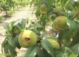 El granizo perfora y daña la fruta del campo de Hellín