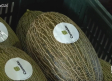 Distribuyen sandías y melones desde Villacañas a toda España