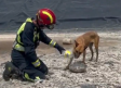 Bomberos de Tomelloso rescatan a tres cachorros atrapados en una balsa de riego