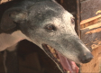 La protectora de animales el Arca de Noé hace un llamamiento a la adopción