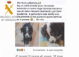 Desarticulado un grupo criminal que estafaba en la venta y adopción de mascotas con afectados en Albacete