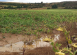 La DANA provoca destrozos agrícolas en Guadalajara