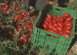 Campaña de recogida de tomate Gades