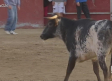 Suelta de vaquillas en honor al Cristo de la Veracruz