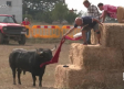 Pozo de Guadalajara disfruta de sus encierros por el campo