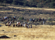 ¿Por qué no habido encierro esta mañana en Villamanrique?