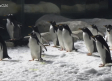 Un paseo por el ecosistema polar de los pingüinos de Faunia