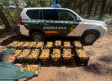 La Guardia Civil incauta 250 kilos de níscalos recogidos de forma ilegal en Guadalajara